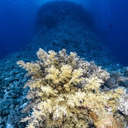 ©-Sylvie-Ayer-Egypte-soft-corals-diver-Elphinstone