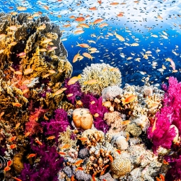 ©-Sylvie-Ayer-Egypte-corals-and-fishes