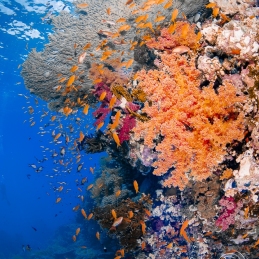 ©-Sylvie-Ayer-Egypte-corals