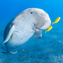 ©-Sylvie-Ayer-Egypte-dugong