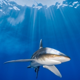 ©-Sylvie-Ayer-Egypte-longimanus