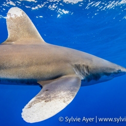 ©-Sylvie-Ayer-Egypte-Longimanus-Carcharhinus-longimanus