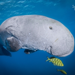 ©-Sylvie-Ayer-Egypte-dugong