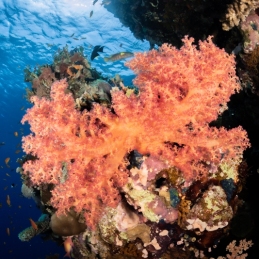 2_-Sylvie-Ayer-Egypte-soft-coral