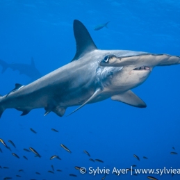 ©-Sylvie-Ayer-Equateur-Galapagos-scalloped-hammerhead-shark-Sphyrna-lewini