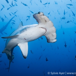 ©-Sylvie-Ayer-Equateur-Galapagos-scalloped-hammerhead-shark-Sphyrna-lewini