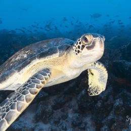 ©-sylvie-ayer-Equateur-Galapagos-green-turtle