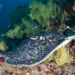 ©-sylvie-ayer-Equateur-Galapagos-ray