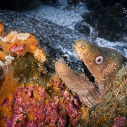 ©-sylvie-ayer-Equateur-Galapagos