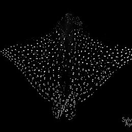 ©-sylvie-ayer-Equateur-Galapagos-ray-eagle