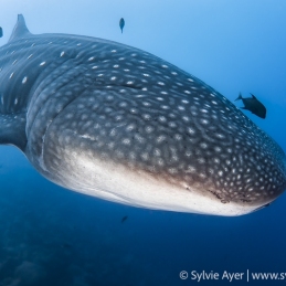©-Sylvie-Ayer-Equateur-Galapagos-whale-shark-Rhincodon-typus