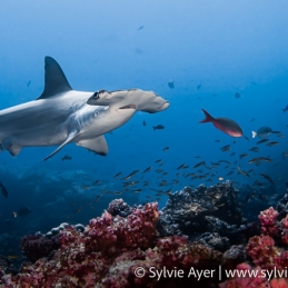 ©-Sylvie-Ayer-Equateur-Galapagos-scalloped-hammerhead-shark-Sphyrna-lewini