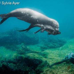 ©-Sylvie-Ayer-Equateur-seal-lion-and-marine-iguana