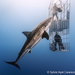 ©-Sylvie-Ayer-Mexico-Guadalupe-Great-white-shark