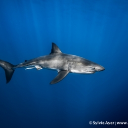 ©-Sylvie-Ayer-Mexico-Guadalupe--Great-white-shark