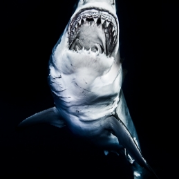 ©-Sylvie-Ayer-Mexico-Guadalupe-Great-white-shark-8