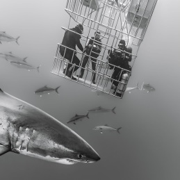 ©-Sylvie-Ayer-Mexico-Guadalupe-Great-white-shark
