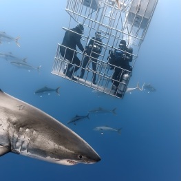 6_-Sylvie-Ayer-Mexico-Guadalupe-Great-white-shark