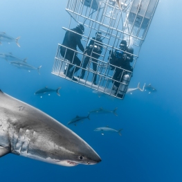 ©-Sylvie-Ayer-mexico-guadalupe-great-white-shark