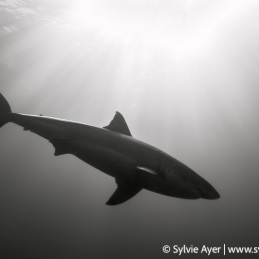 ©-Sylvie-Ayer-Mexico-Guadalupe-Great-white-shark