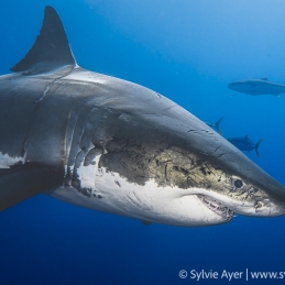 ©-Sylvie-Ayer-Mexico-Guadalupe-Great-white-shark