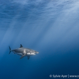 ©-Sylvie-Ayer-Mexico-Guadalupe-Great-white-shark
