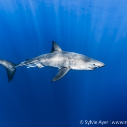 ©-Sylvie-Ayer-Mexico-Guadalupe-Great-white-shark