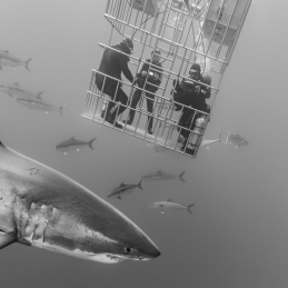 2_©-Sylvie-Ayer-mexico-guadalupe-great-white-shark
