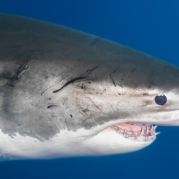 ©-Sylvie-Ayer-mexico-guadalupe-great-white-shark