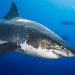 ©-Sylvie-Ayer-mexico-guadalupe-great-white-shark