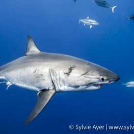 4_-Sylvie-Ayer-Mexico-Guadalupe-Great-white-shark