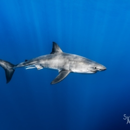 ©-Sylvie-Ayer-mexico-guadalupe-great-white-shark