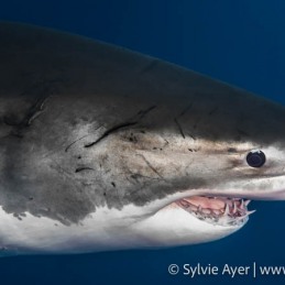 ©-Sylvie-Ayer-Mexico-Guadalupe-Great-white-shark