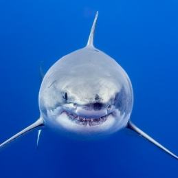 ©-Sylvie-Ayer-mexico-guadalupe-great-white-shark