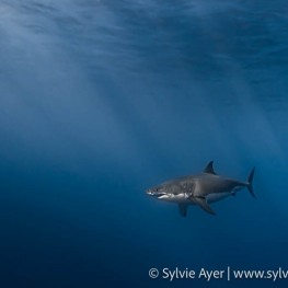 7_-Sylvie-Ayer-Mexico-Guadalupe-Great-white-shark