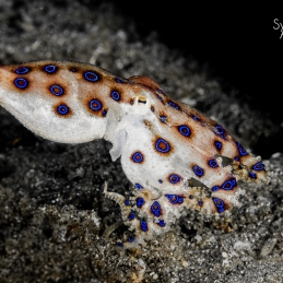 @-Sylvie-Ayer-Indonesia-komodo-blue-ring-octopus
