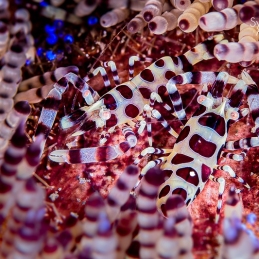 @-Sylvie-Ayer-Indonesia-komodo-coleman-shrimp