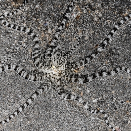 @-Sylvie-Ayer-Indonesia-komodo-mimic-octopus