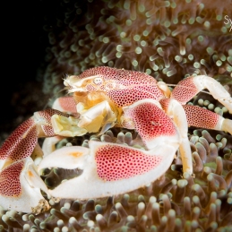 @-Sylvie-Ayer-Indonesia-komodo-porcelain-crab
