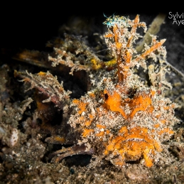 @-Sylvie-Ayer-Indonesia-komodo-spiny-devilfish