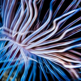 @-Sylvie-Ayer-Indonesia-komodo-tube-anemone
