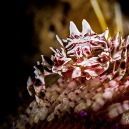 @-Sylvie-Ayer-Indonesia-komodo-zebra-crab-