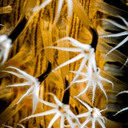 @-Sylvie-Ayer-Indonesia-raja-ampat-coral