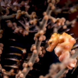 @-Sylvie-Ayer-Indonesie-komodo-pygmy-seahorse
