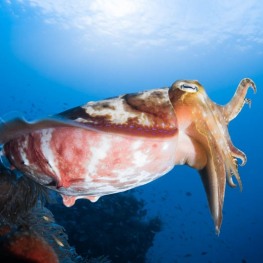 ©-Sylvie-Ayer-Indonesia-Komodo-Cuttlefish