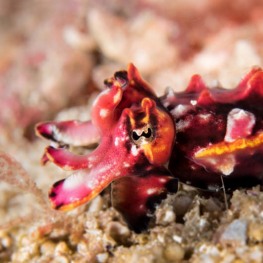 ©-Sylvie-Ayer-Indonesia-Komodo-flamboyant-cuttlefish-Metasepia-pfefferi