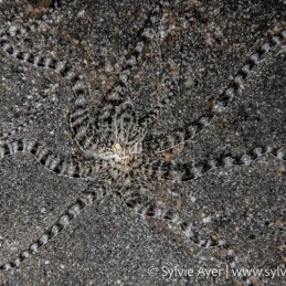 ©-Sylvie-Ayer-Indonesia-Komodo-mimic-octopus-Thaumoctopus-mimicus