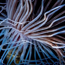 ©-Sylvie-Ayer-Indonesia-Komodo-tube-dwelling-anemone-burrowing-anemone-Pachycerianthus-fimbriatus