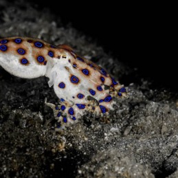 ©-Sylvie-Ayer-Indonesia-komodo-blue-ringed-octopus-Hapalochlaena-spp