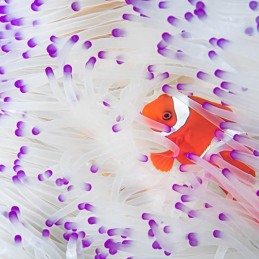 ©-Sylvie-Ayer-Indonesia-komodo-spinecheek-anemonefish-Premnas-biaculeatus